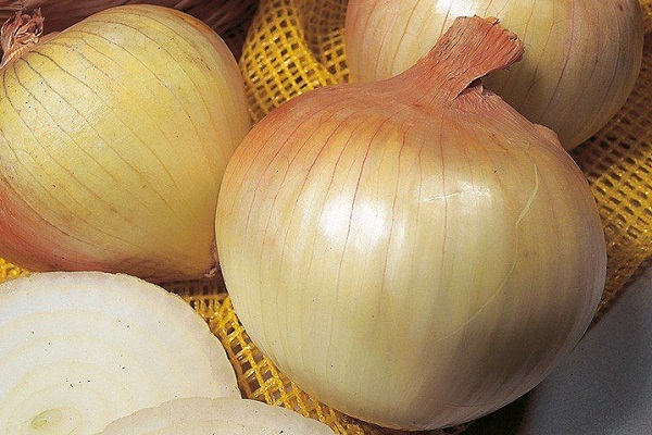 Сеншуй елоу глоб