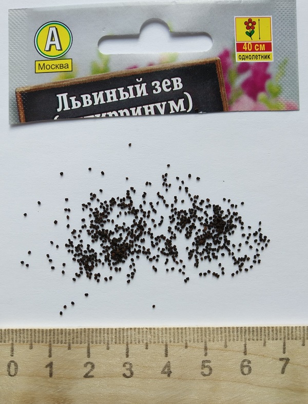 Семена львиного зева