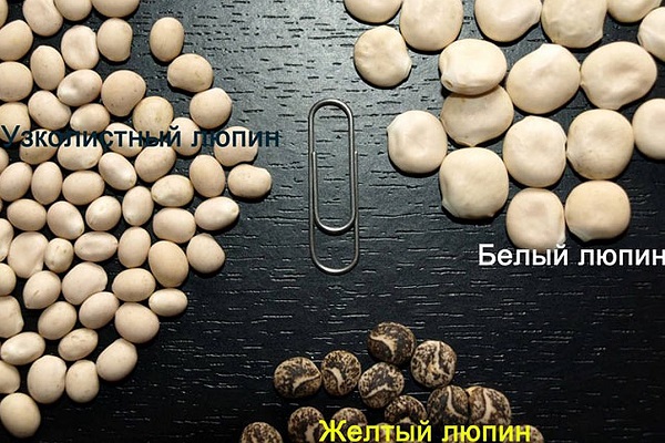 Семена люпина