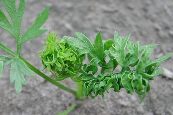 Морковь кудрявится