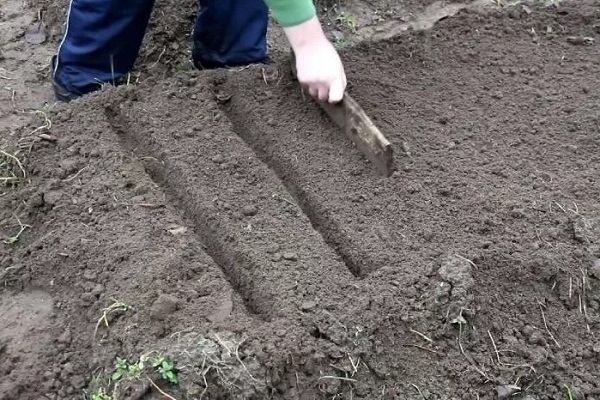 Борозды на грядке