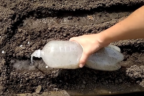 Посадка моркови с клейстером