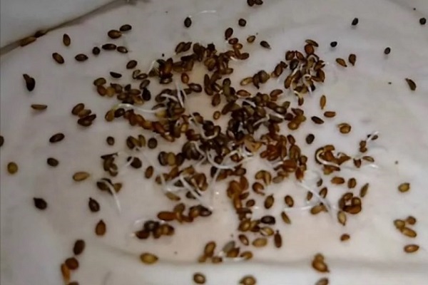Проращивание семян моркови