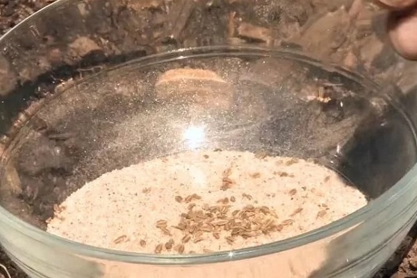 Семена моркови с песком