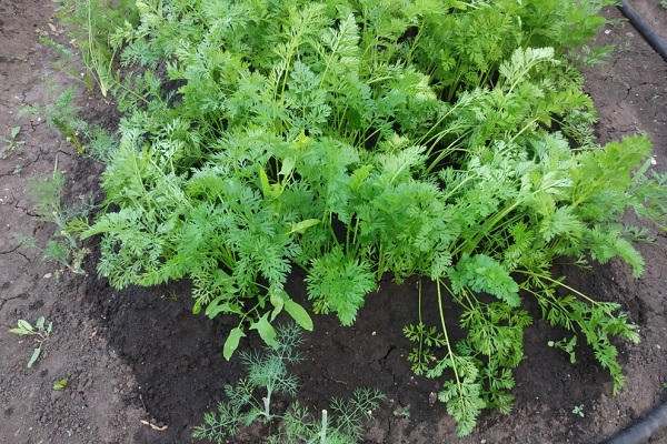 Полив моркови