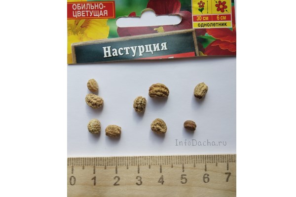 Семена настурции