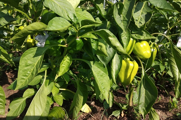 Кусты перца