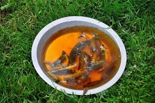 Ловушка для слизней