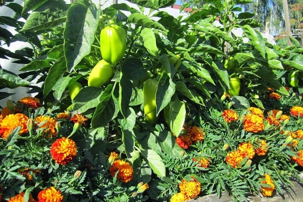 Перец с бархатцами