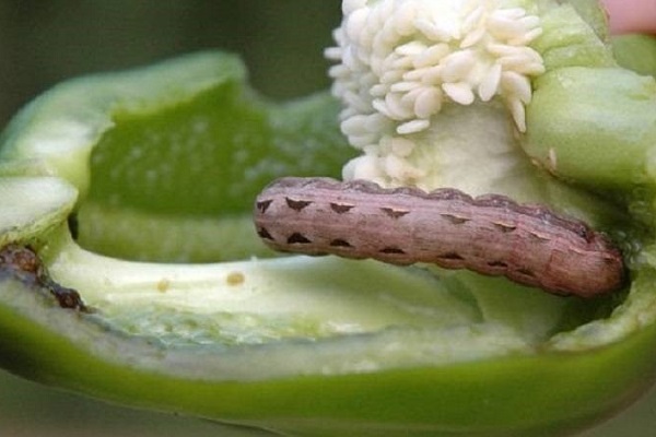 Совки