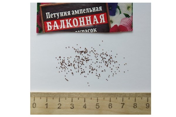 Семена петунии
