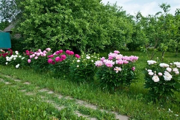 Пионы