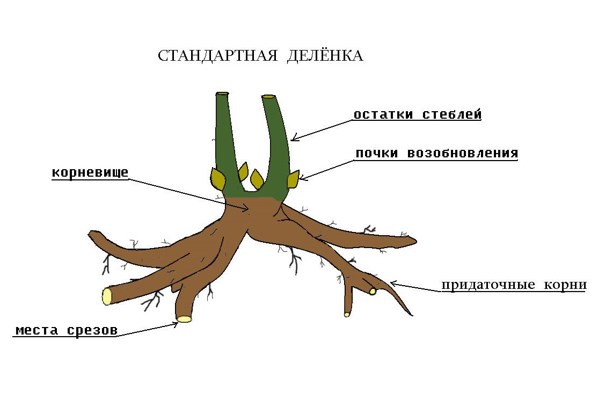 Корневище пиона