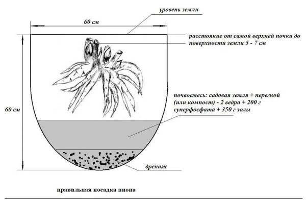 Посадка пиона