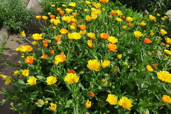 Календула