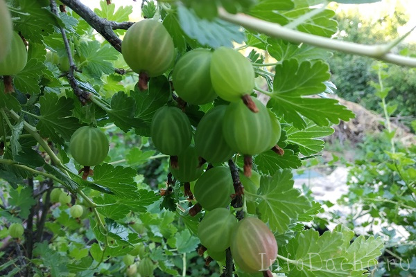 Крыжовник