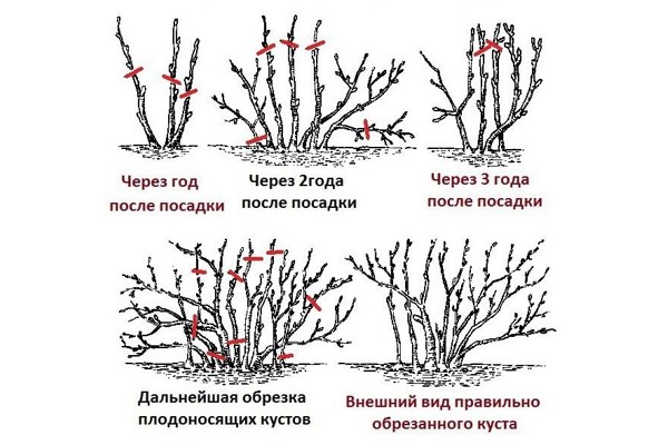Формирование куста по годам