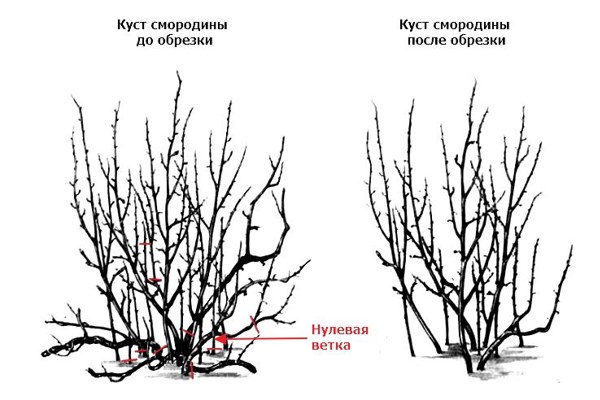 Обрезка куста