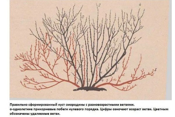 Обрезка смородины