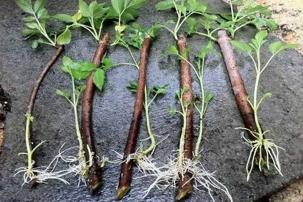 Укорененные черенки смородины