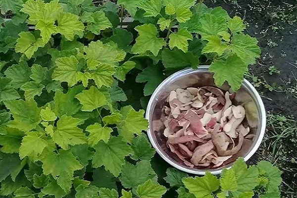 Картофельные очистки для смородины