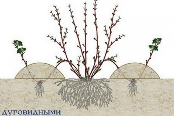 Размножение дуговидными отводками