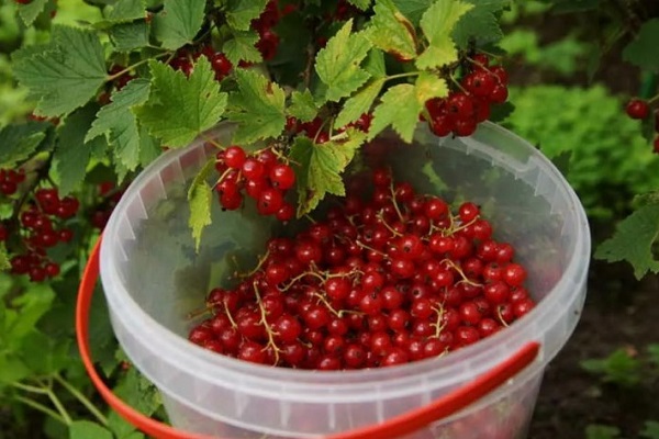 Красная смородина