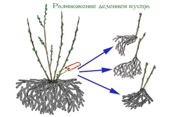 Размножение делением куста