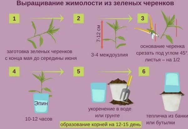 Черенкование жимолости