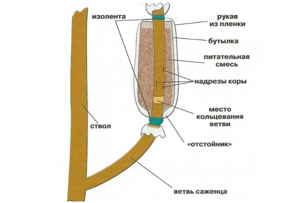 Размножение воздушными отводками